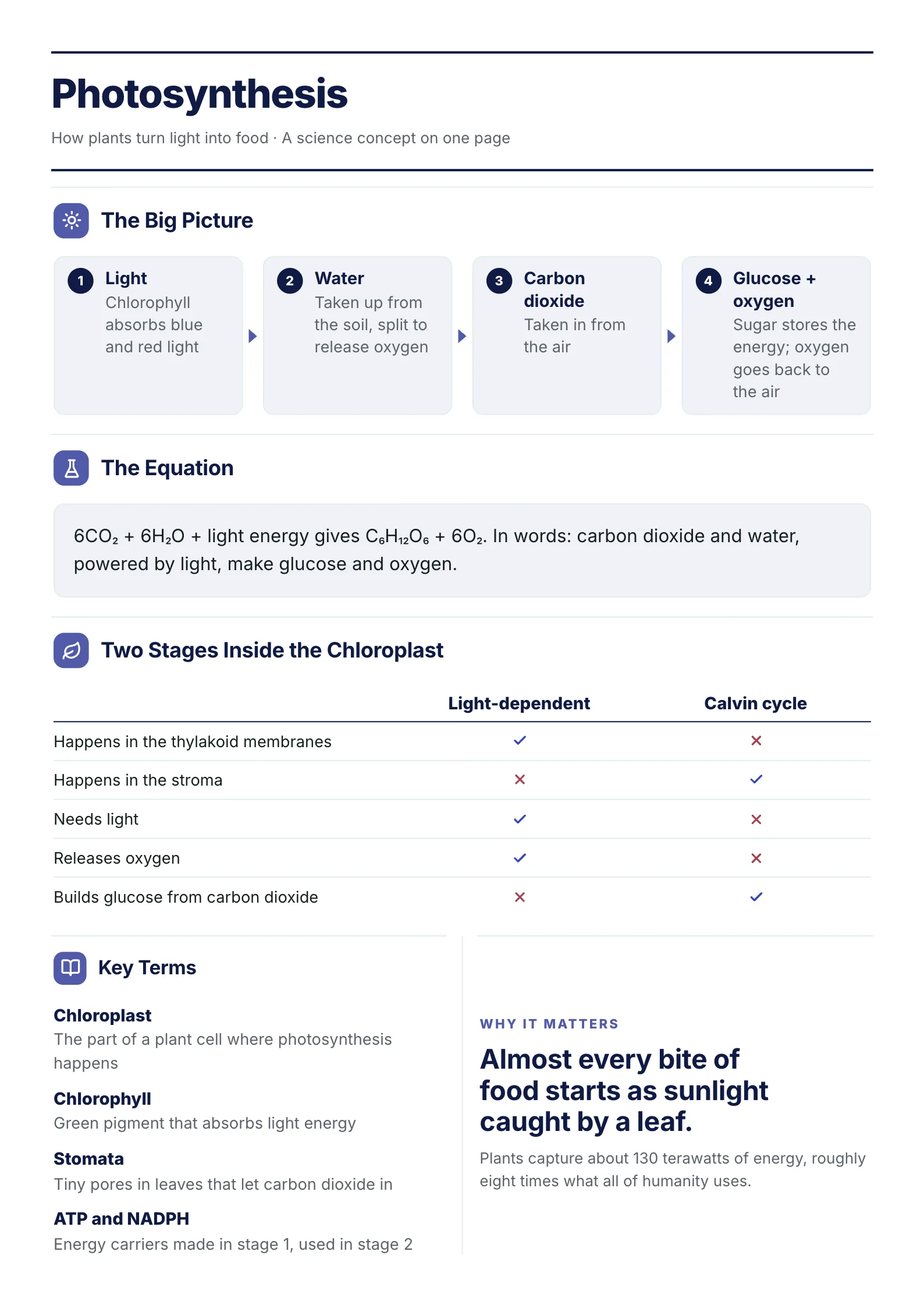 Science concept One-Pager template on photosynthesis with inputs and outputs, the balanced equation, the two stages compared and key terms