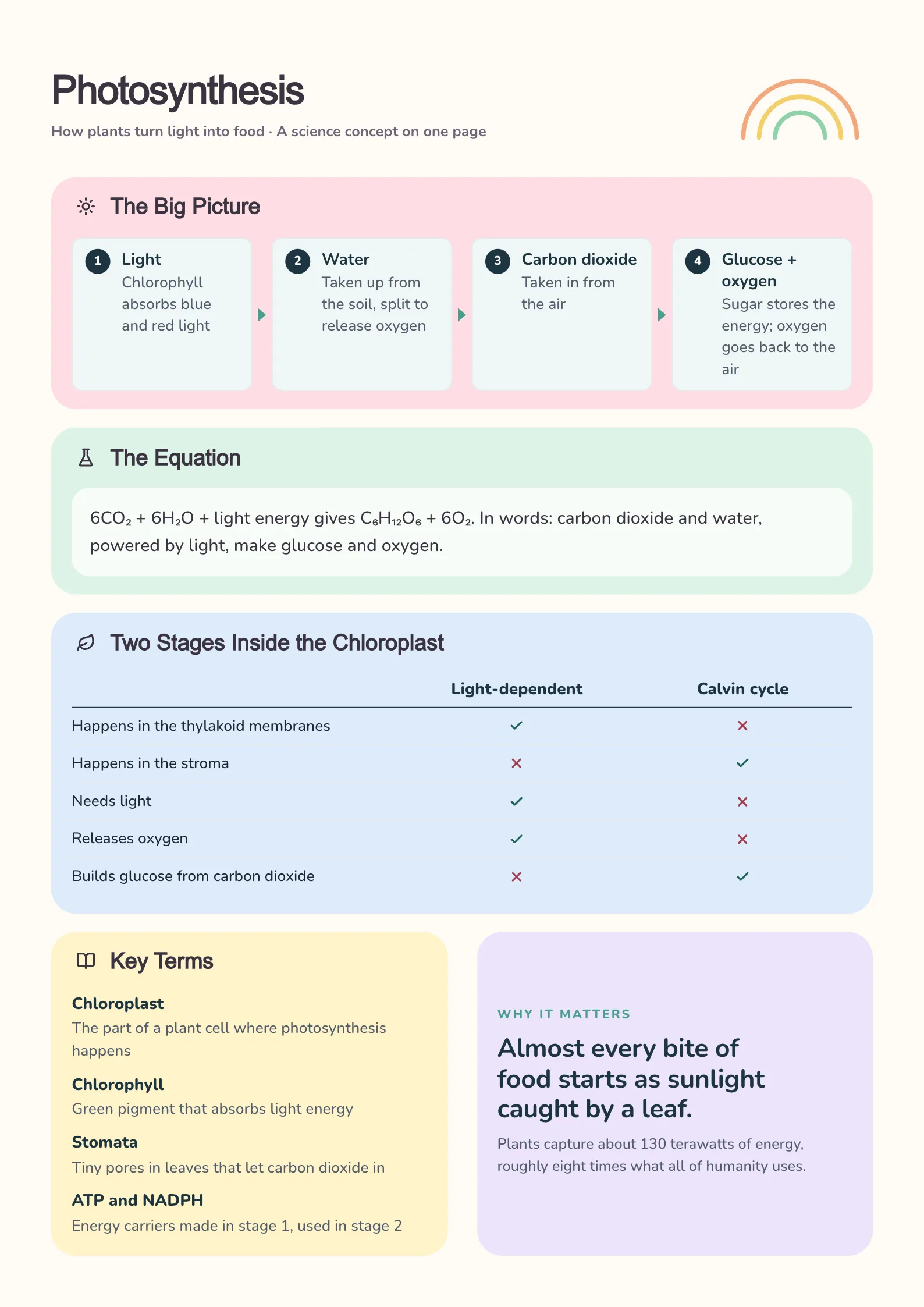 A sample Science Concept One-Pager made with MakeOnepagers: Photosynthesis, with the big picture in four steps from light to glucose and oxygen, the equation written out in words, a table comparing the two stages inside the chloroplast, four key terms and why it matters