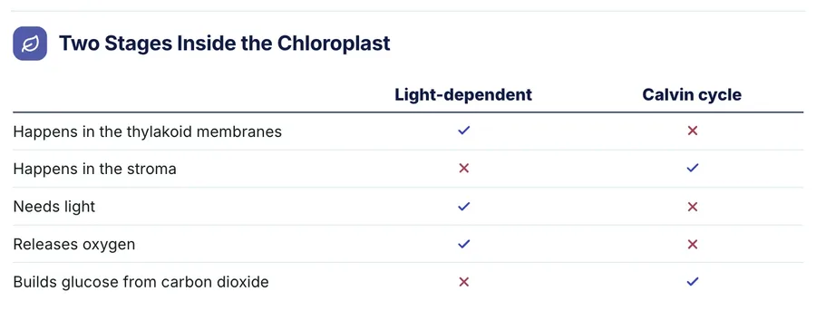 Option comparison, "Two Stages Inside the Chloroplast": a close-up of the Science Concept One-Pager Template