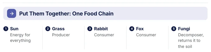 Process flow, "Put Them Together: One Food Chain": a close-up of the Vocabulary Sheet One-Pager Template